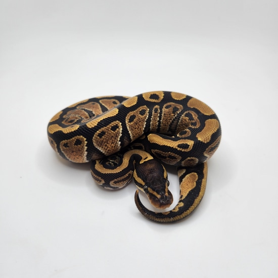 Yellow Belly Or Specter Ball Python by M.A.D Royals