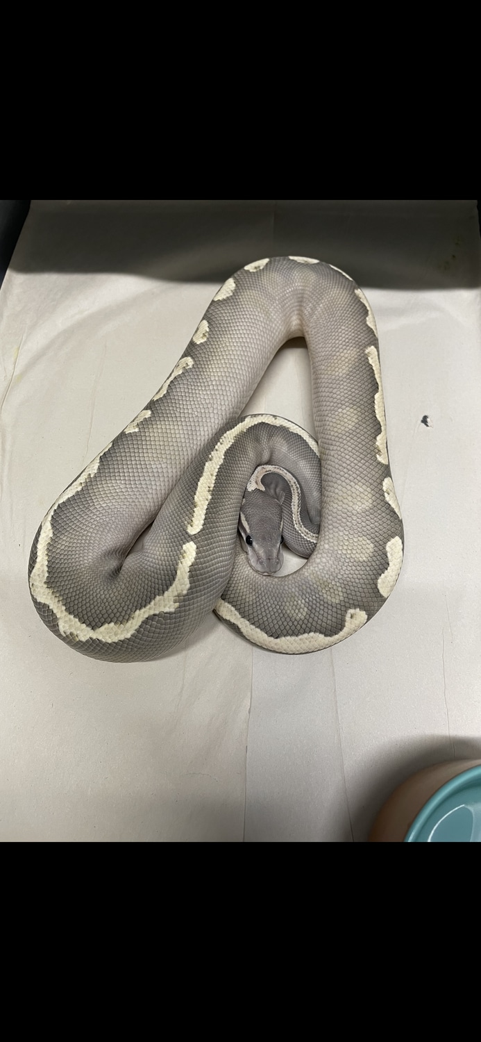 GHI Mojave Pastel Ghost Ball Python by Mad Ball Morphs - MorphMarket