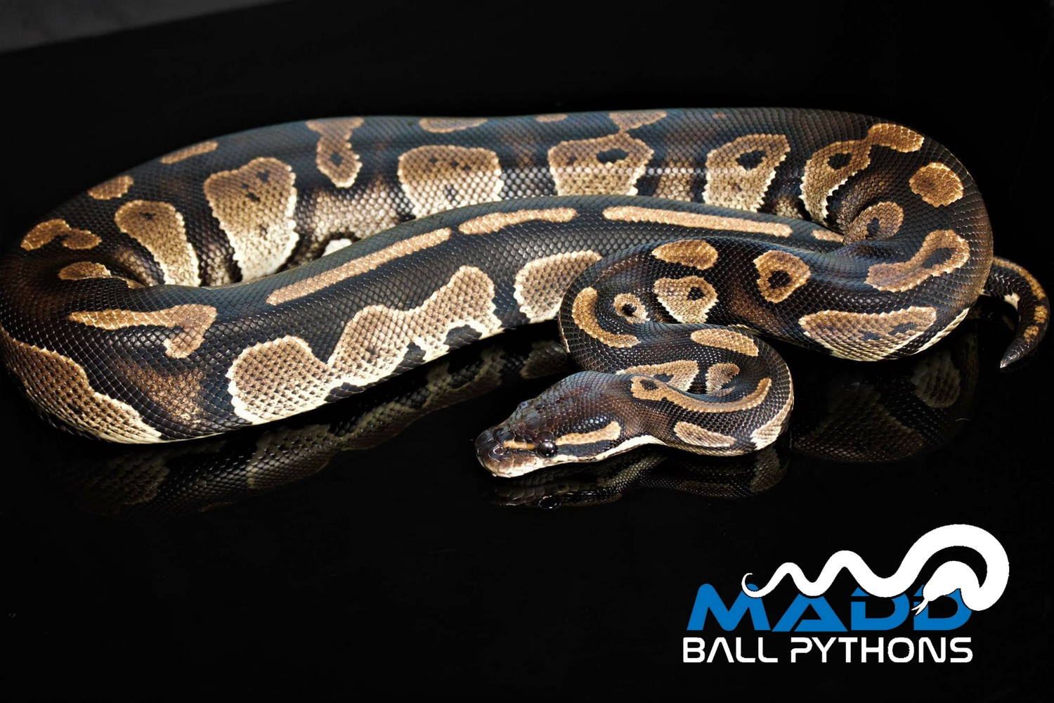 Blackhead Poss Chocolate Ball Python by MADD Ball Pythons - MorphMarket
