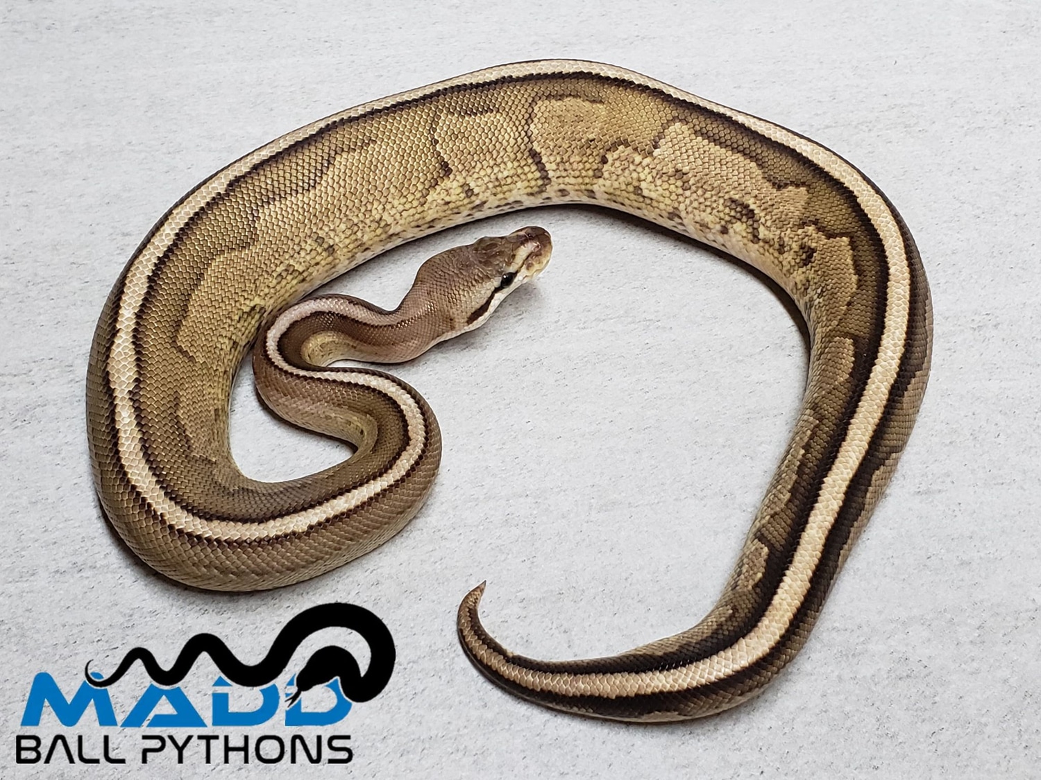 Cinnamon Super Specter 50% Het Pied Ball Python by MADD Ball Pythons ...