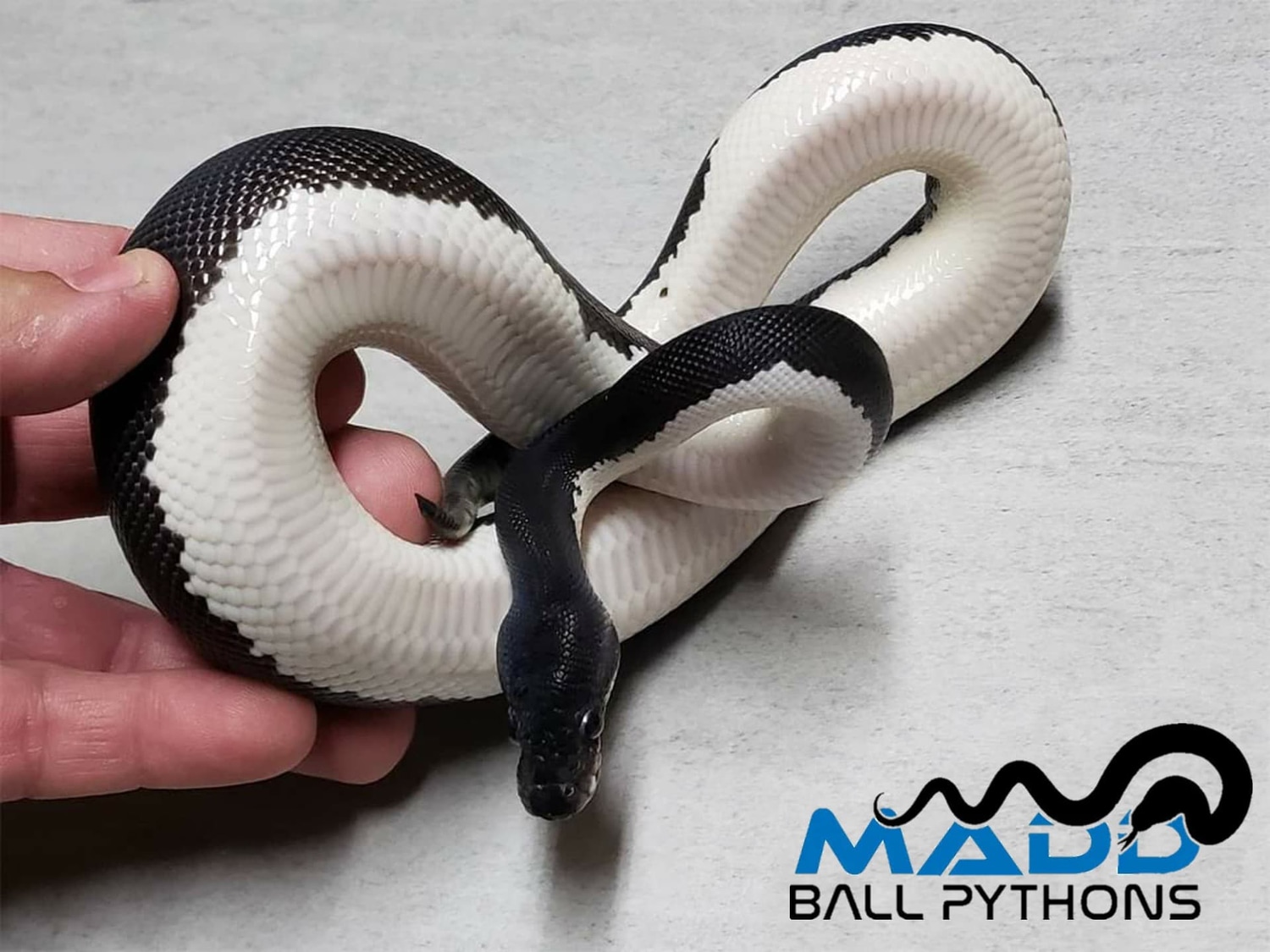 Black Matter Ball Python by MADD Ball Pythons - MorphMarket