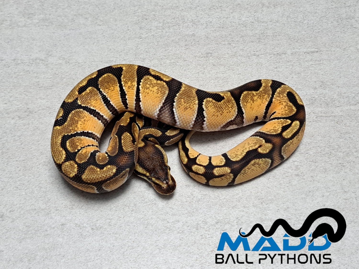 Enchi 100% Het Sunset Ball Python by MADD Ball Pythons - MorphMarket