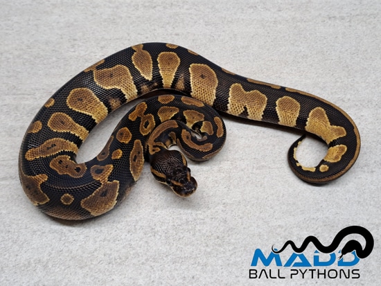 Blackhead Huffman Ball Python Blackhead Ball Python by MADD Ball Pythons