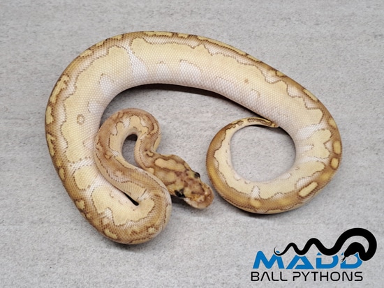 Butter YB Or Specter Clown Ball Python by MADD Ball Pythons