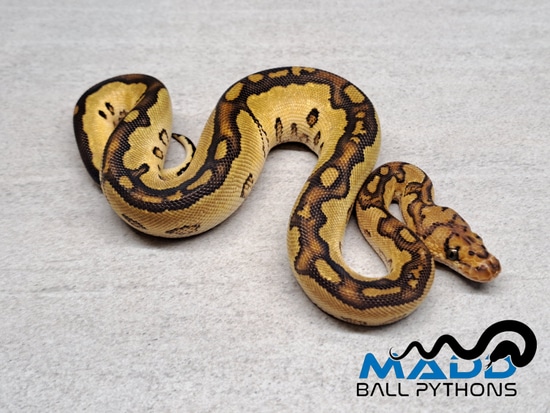 Yellowbelly Clown Ball Python by MADD Ball Pythons