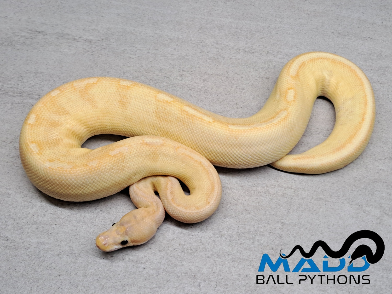 Banana Champagne Shatter Ball Python by MADD Ball Pythons - MorphMarket