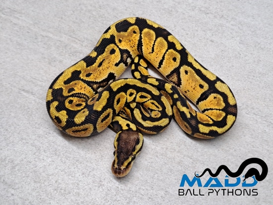 Pastel DH Albino Puzzle Ball Python by MADD Ball Pythons