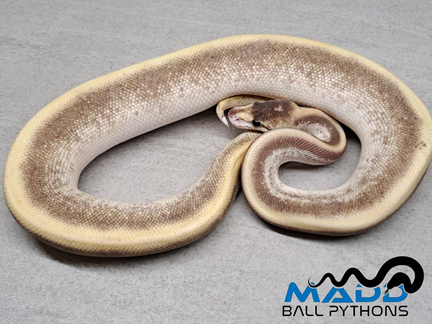 Bamboo Cinnamon Champagne Ball Python by MADD Ball Pythons - MorphMarket