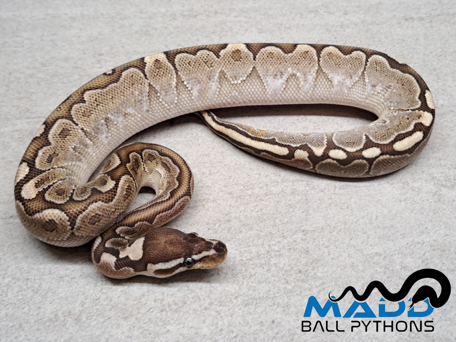 Bamboo Poss Shatter Ball Python by MADD Ball Pythons - MorphMarket
