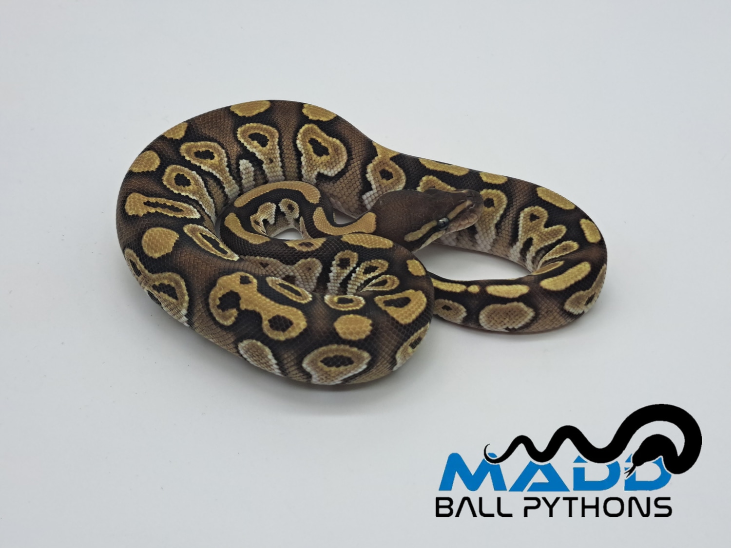 Mojave 100% Het Rainbow 50% Het Ghost Ball Python by MADD Ball Pythons ...