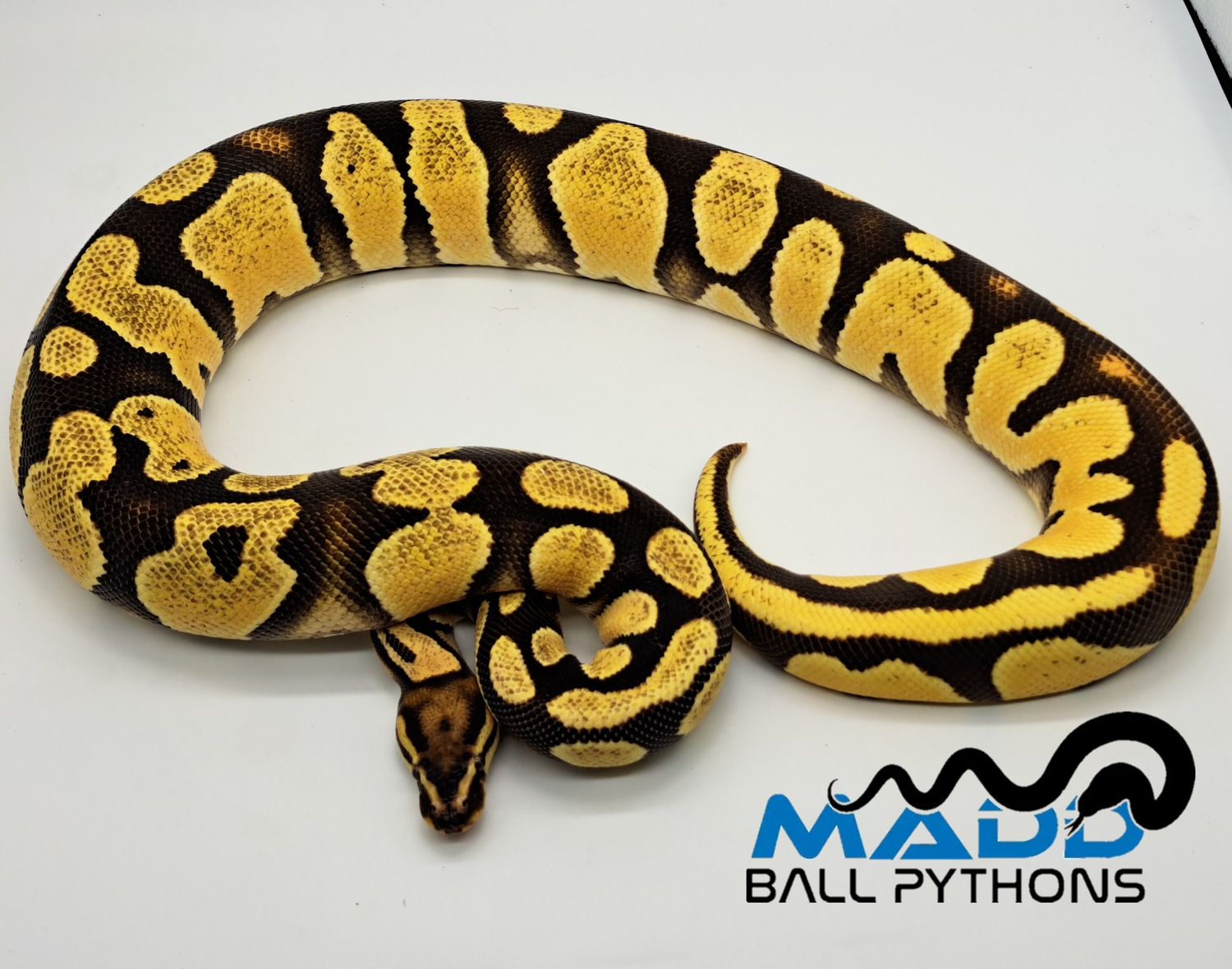 Super OD YB Or Gravel Ball Python by MADD Ball Pythons - MorphMarket