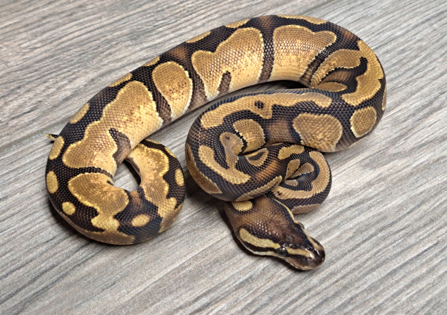 Enchi Triple Het Rainbow Albino Pied Ball Python by MADD Ball Pythons ...