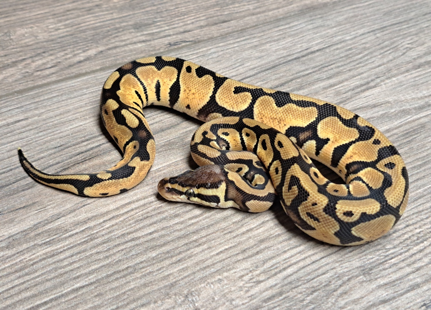 Pastel DH Rainbow Pied Ball Python by MADD Ball Pythons - MorphMarket