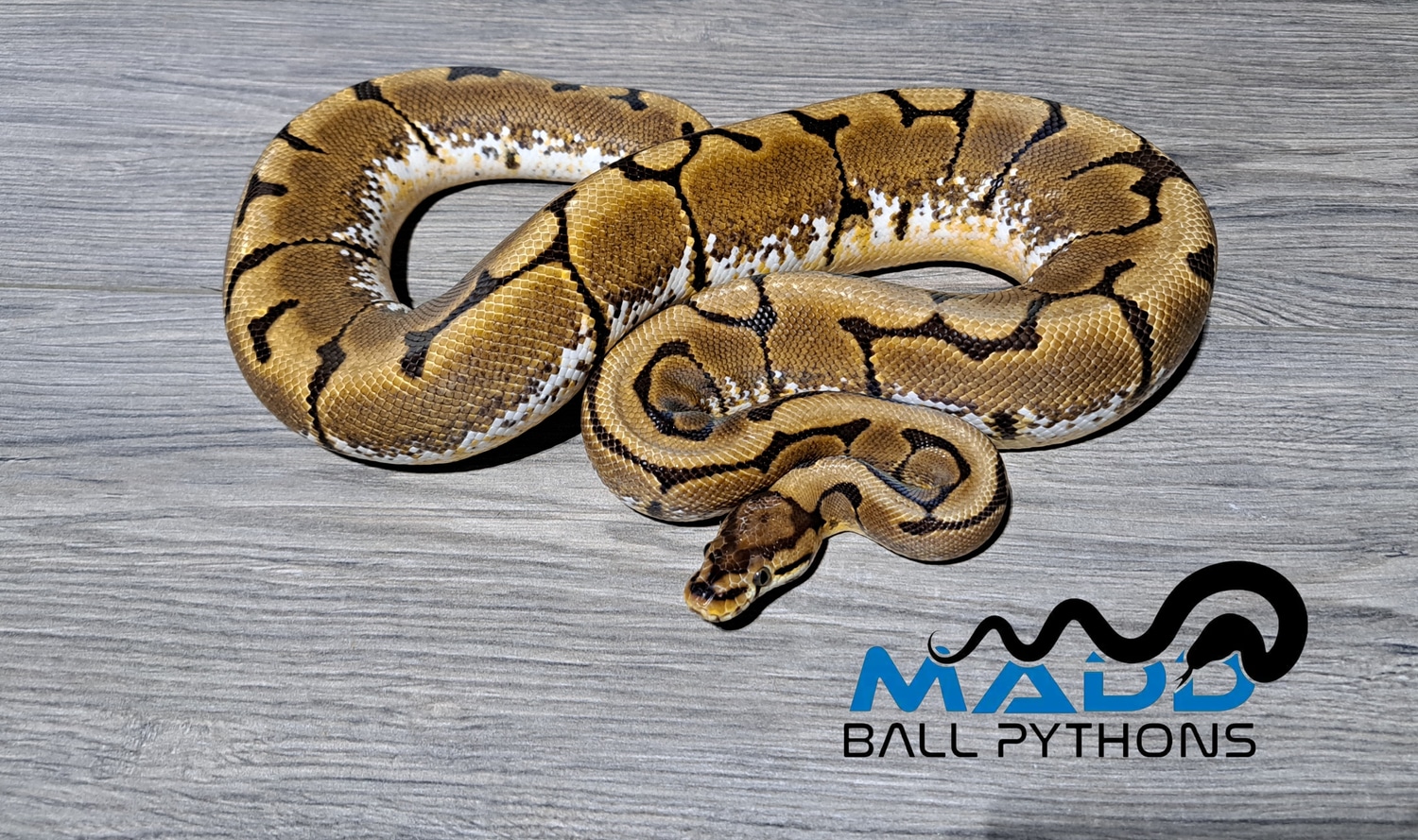 Spider 100% Het Puzzle Ball Python by MADD Ball Pythons - MorphMarket