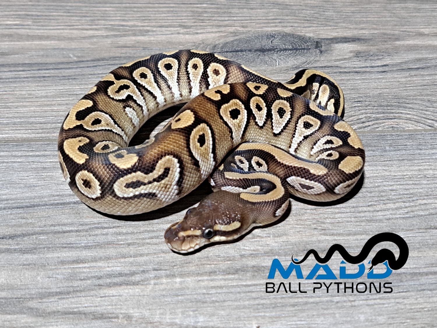 Mojave 100% Het Rainbow Ball Python by MADD Ball Pythons - MorphMarket