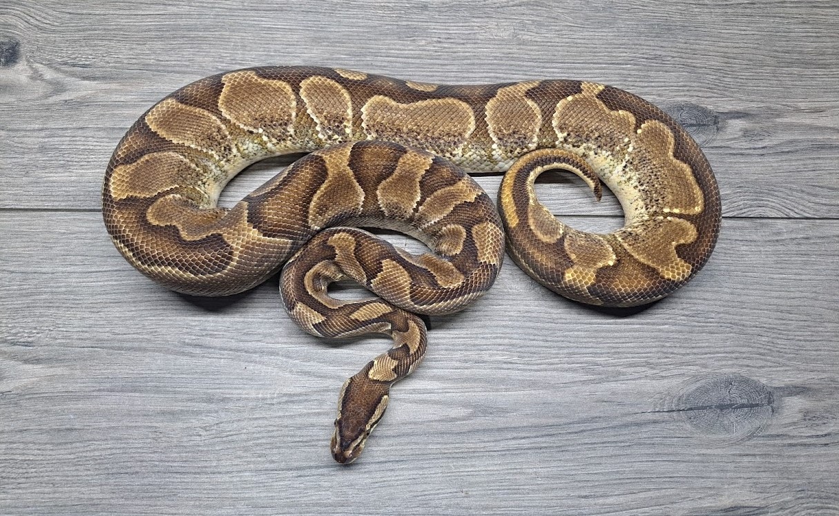 Enchi Yellowbelly Ball Python by MADD Ball Pythons - MorphMarket