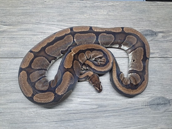 Redstripe 50% Double Het Clown Pied Ball Python by MADD Ball Pythons
