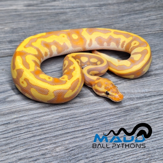 Banana Enchi Leopard YB Ball Python by MADD Ball Pythons