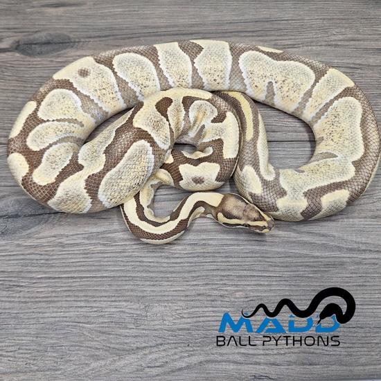 Enchi DG Ball Python by MADD Ball Pythons