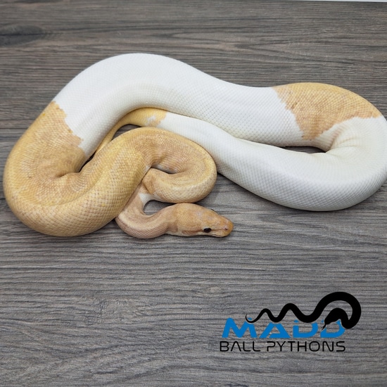 Banana Enchi Pied Ball Python by MADD Ball Pythons