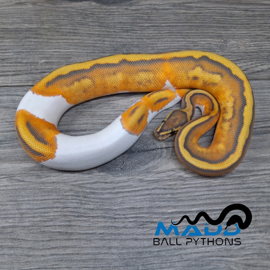 Hypo Pied Ball Python by MADD Ball Pythons