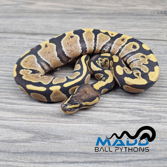 0.3 DG, Enchi DG, Pastel DG Ball Python by MADD Ball Pythons