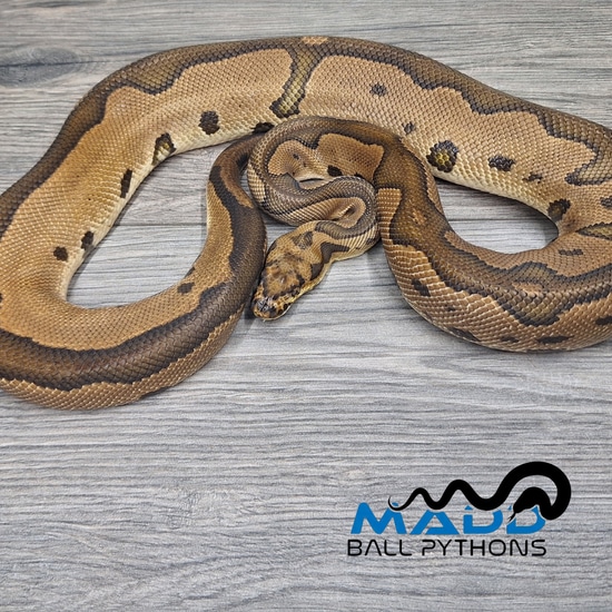 Leopard Blade Clown Ball Python by MADD Ball Pythons