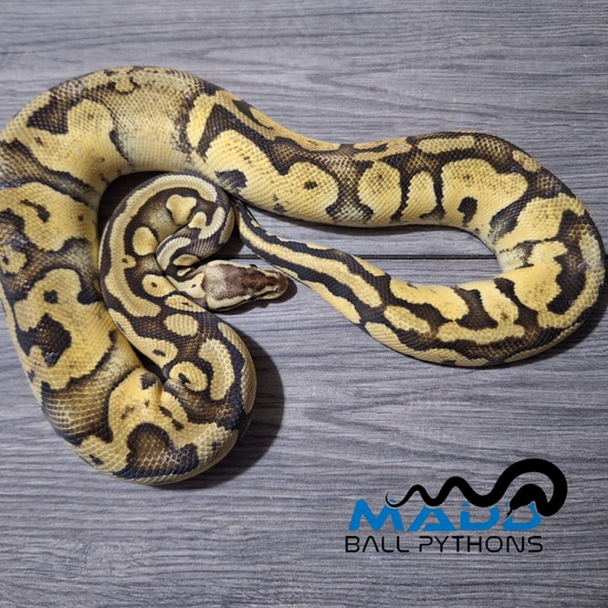 Super Pastel Sandblast 100% Het Pied Ball Python by MADD Ball Pythons