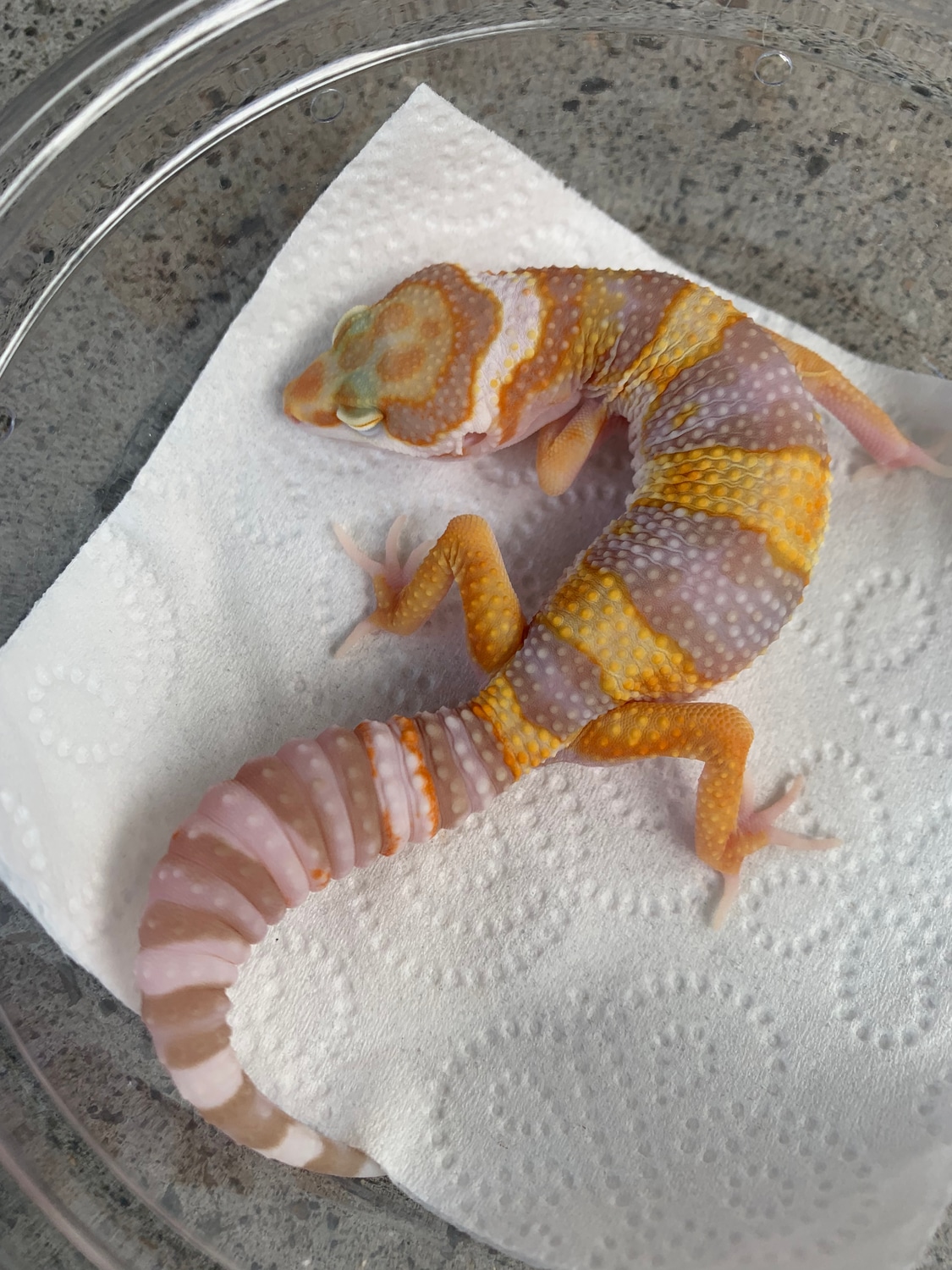 *SALE* Tsf Pastel Tang Tremper Pos W&Y & Giant Leopard Gecko by