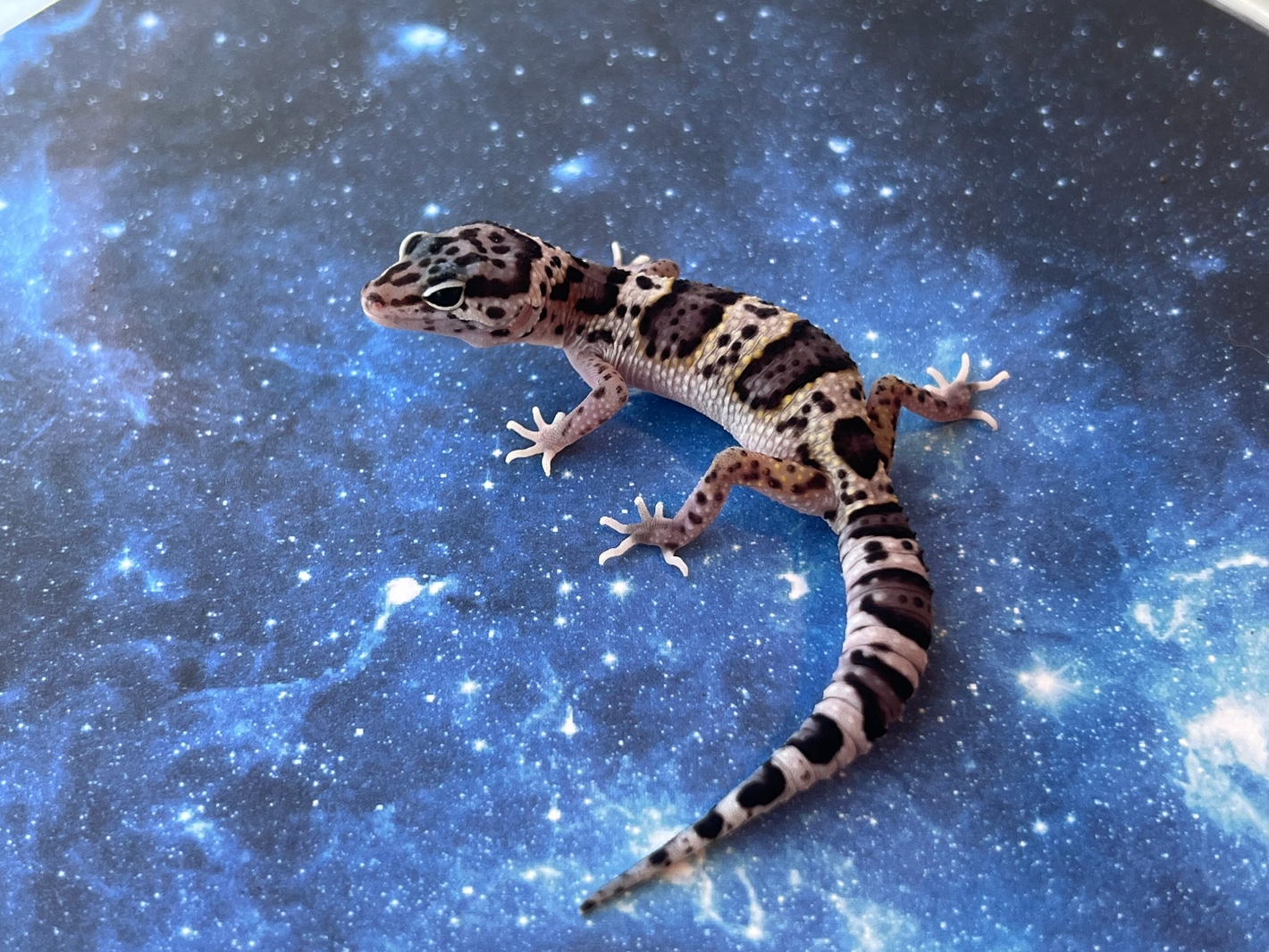 チャールズリンブラッグ\"snow reopard\" Arctic Leopard Electric Technology Co., Ltd|Electric off