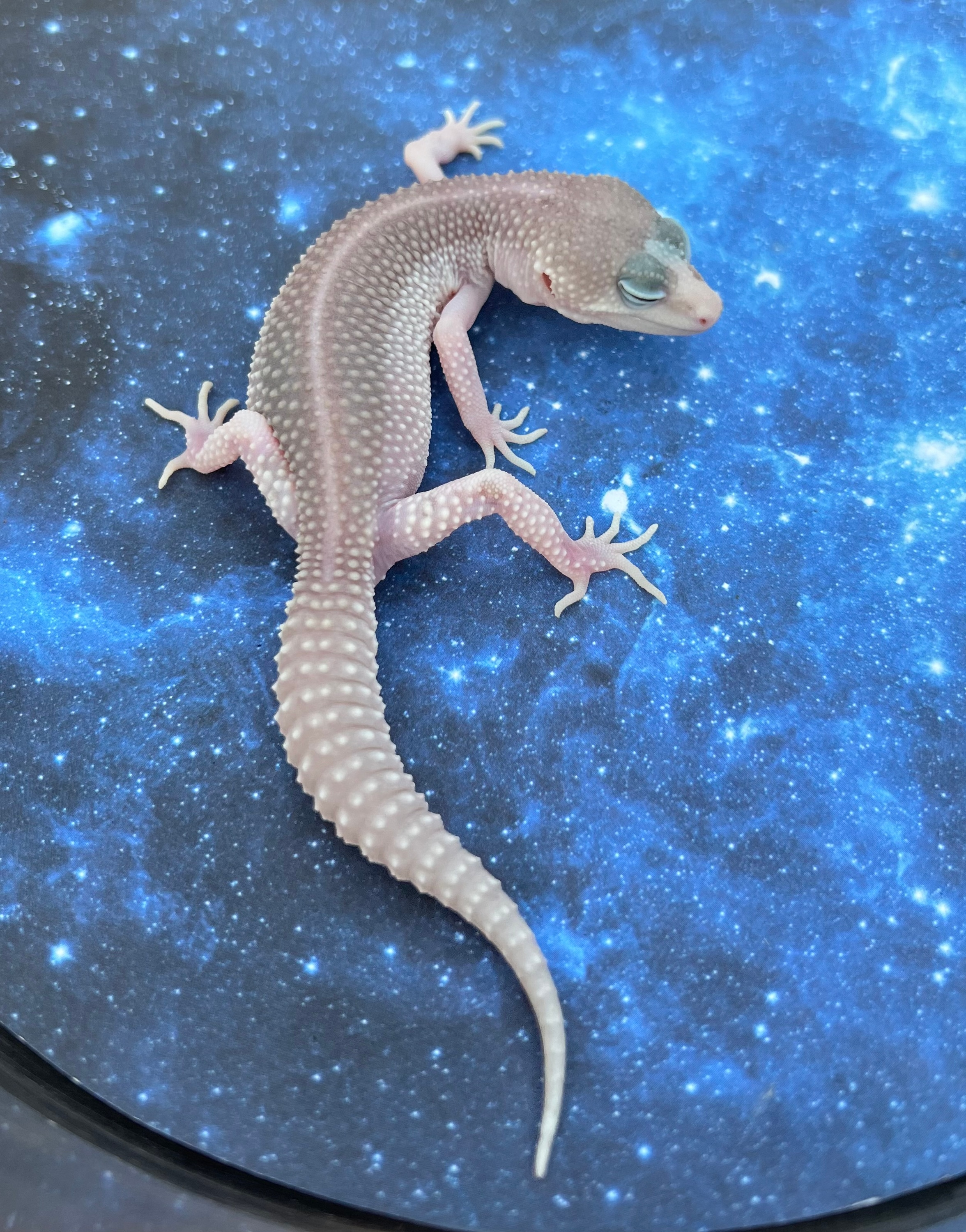 SSE Blizzard Het Tremper Leopard Geckos by
