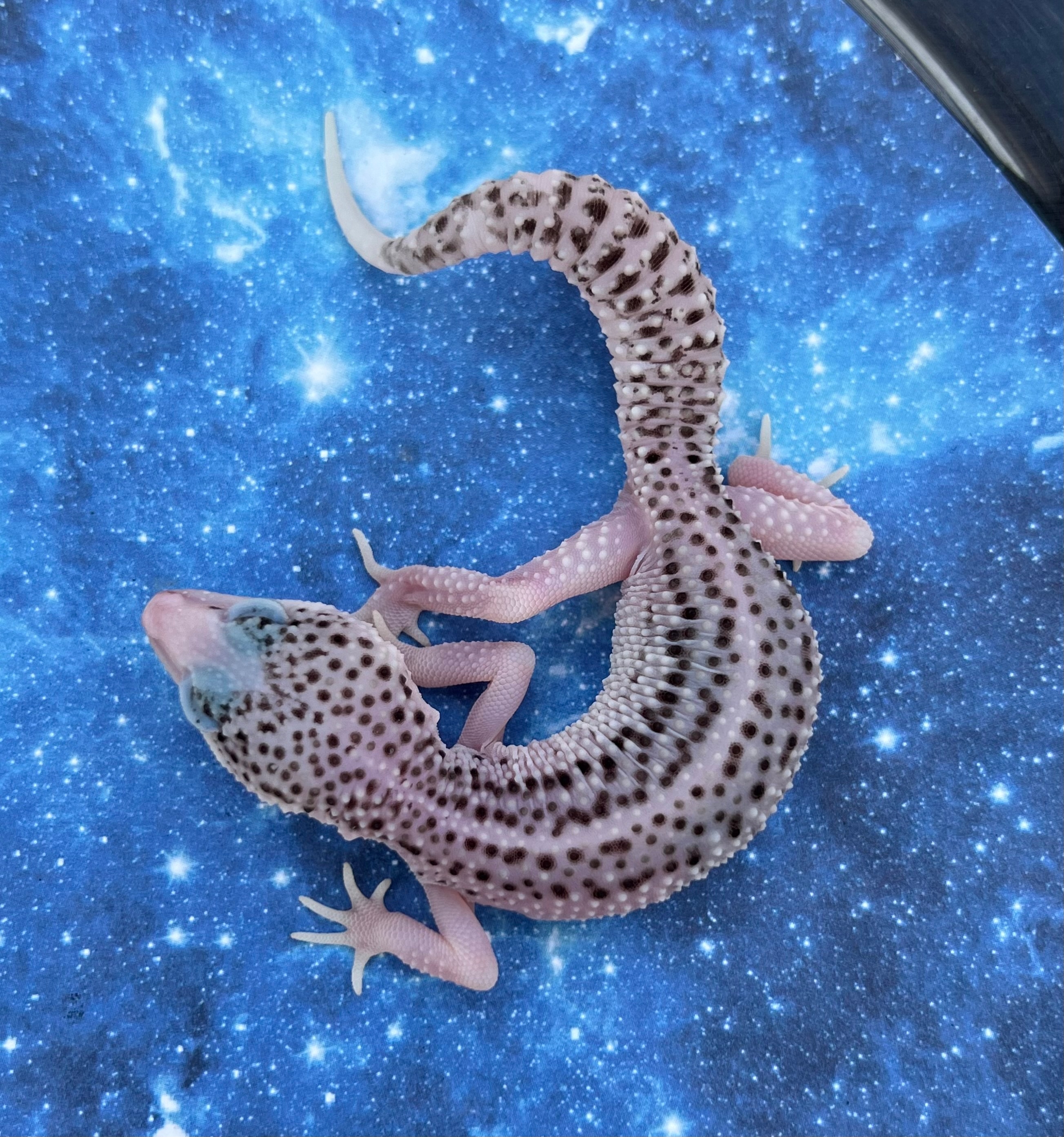 SSE Het Tremper, 50% Ph Blizzard Leopard Geckos by