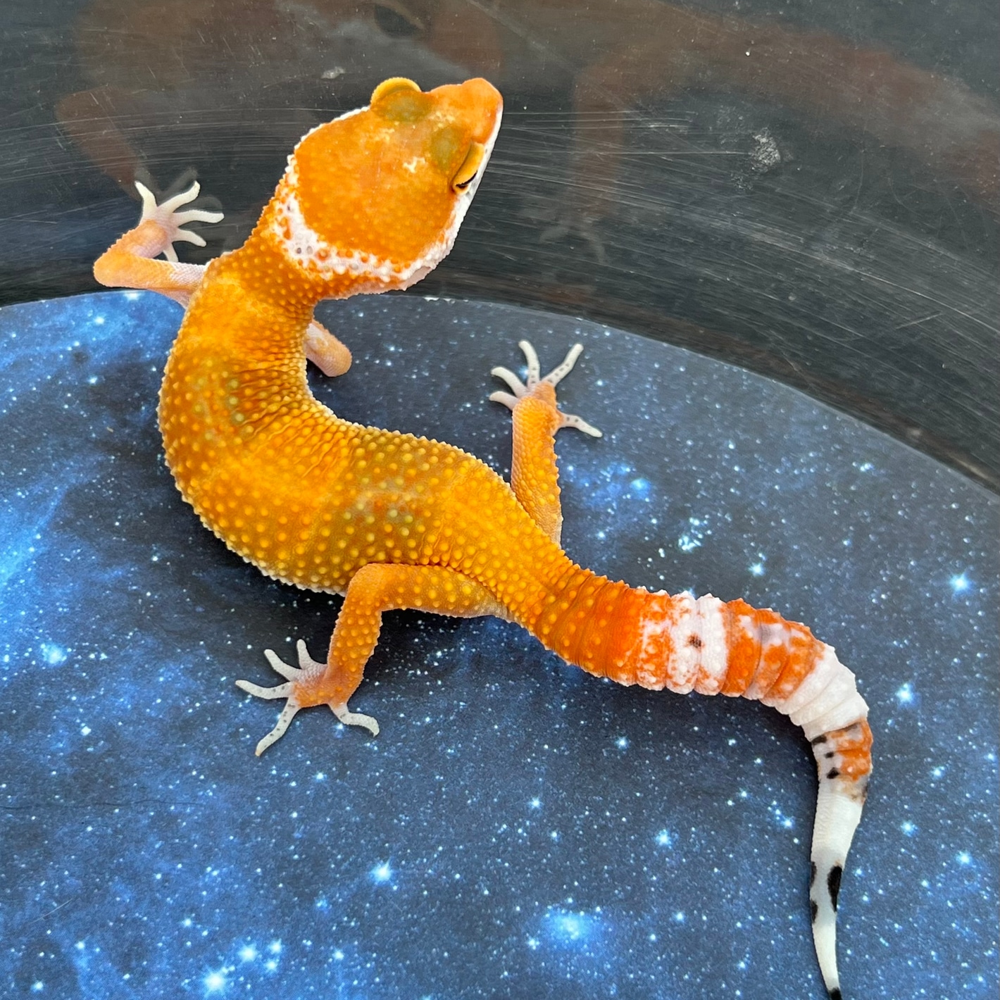 W&Y Tang 66% Het Raptor Leopard Geckos by Respecto_thy_Gecko