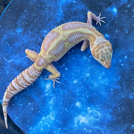 Exotic Reptile