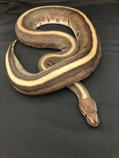 Genetic Stripe Ball Python by Madeira Morphs