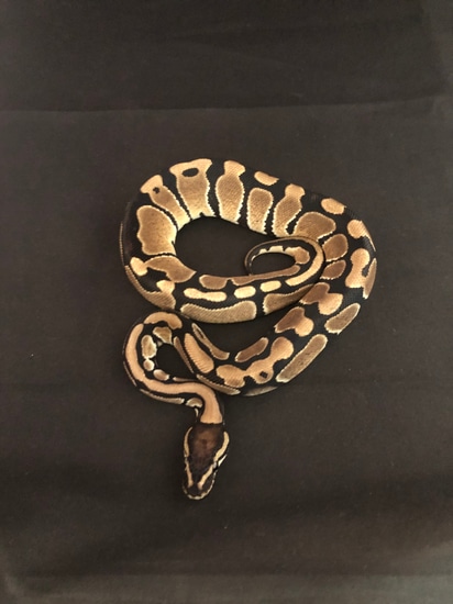 Normal/POS Dinker Ball Python by Madeira Morphs