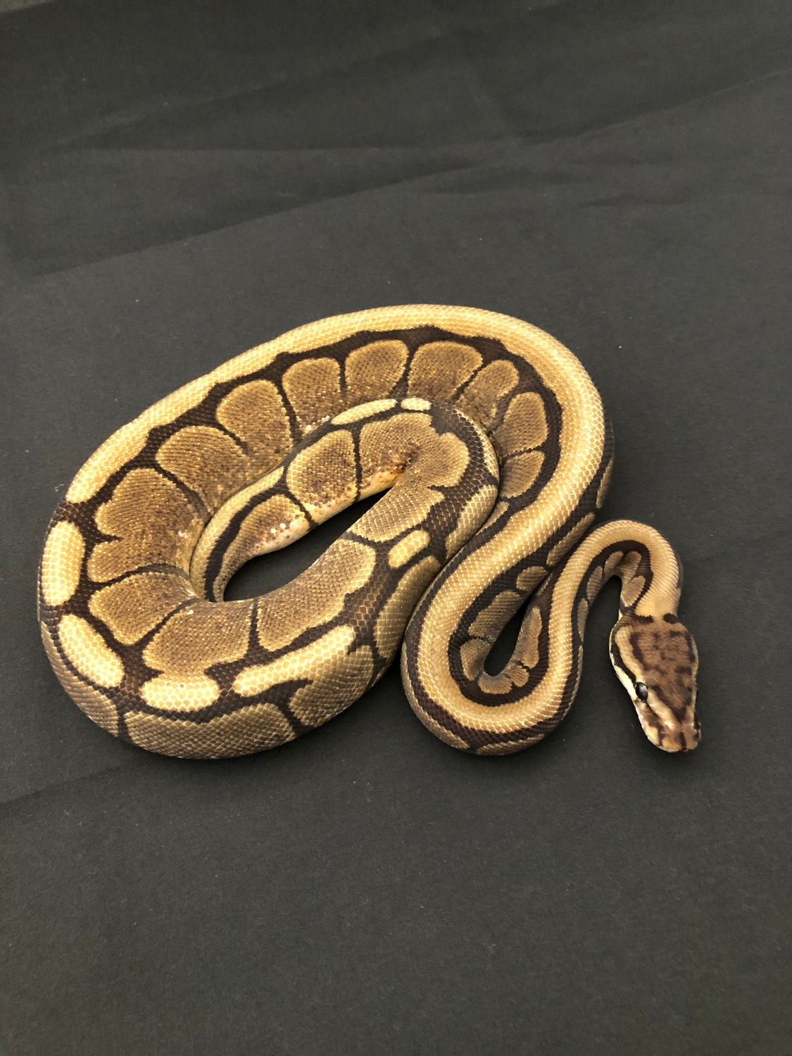 Cinder Spider Ball Python by Madeira Morphs - MorphMarket
