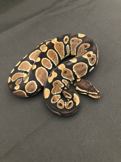POS Het Pied POS Mercury Ball Python by Madeira Morphs