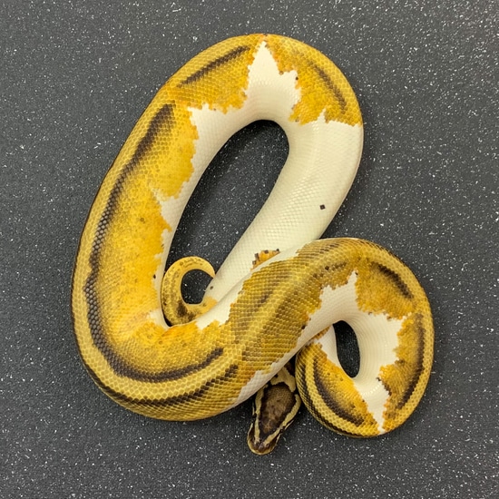 Genex Ball Python Pastel YB GeneX Pied Ball Python by MadHouse Reptiles