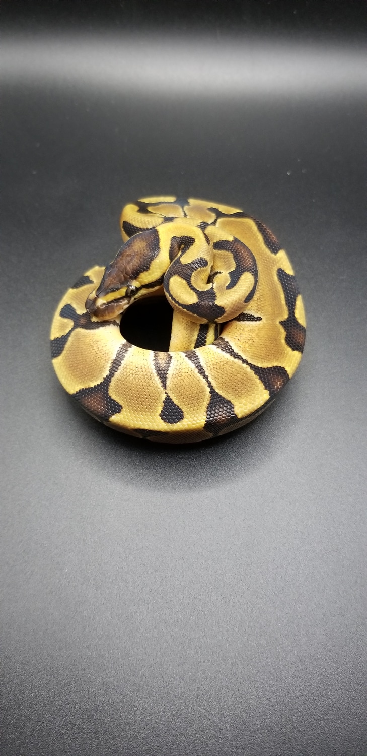 Enchi Ball Python by Mad Lab Exotics - MorphMarket