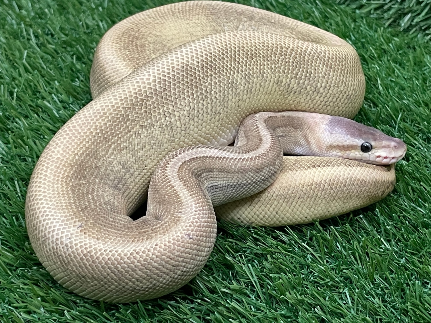 Cb22 Spotnose Mojave Black Pastel Pastel Banana Double Het Albino Clown