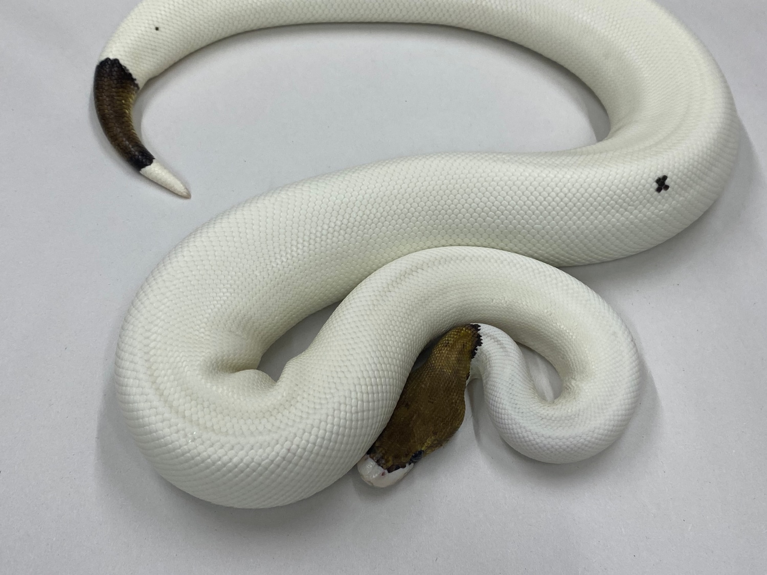 Cb19 Cinnamon Pied Ball Python by Madmorphs reptiles - MorphMarket