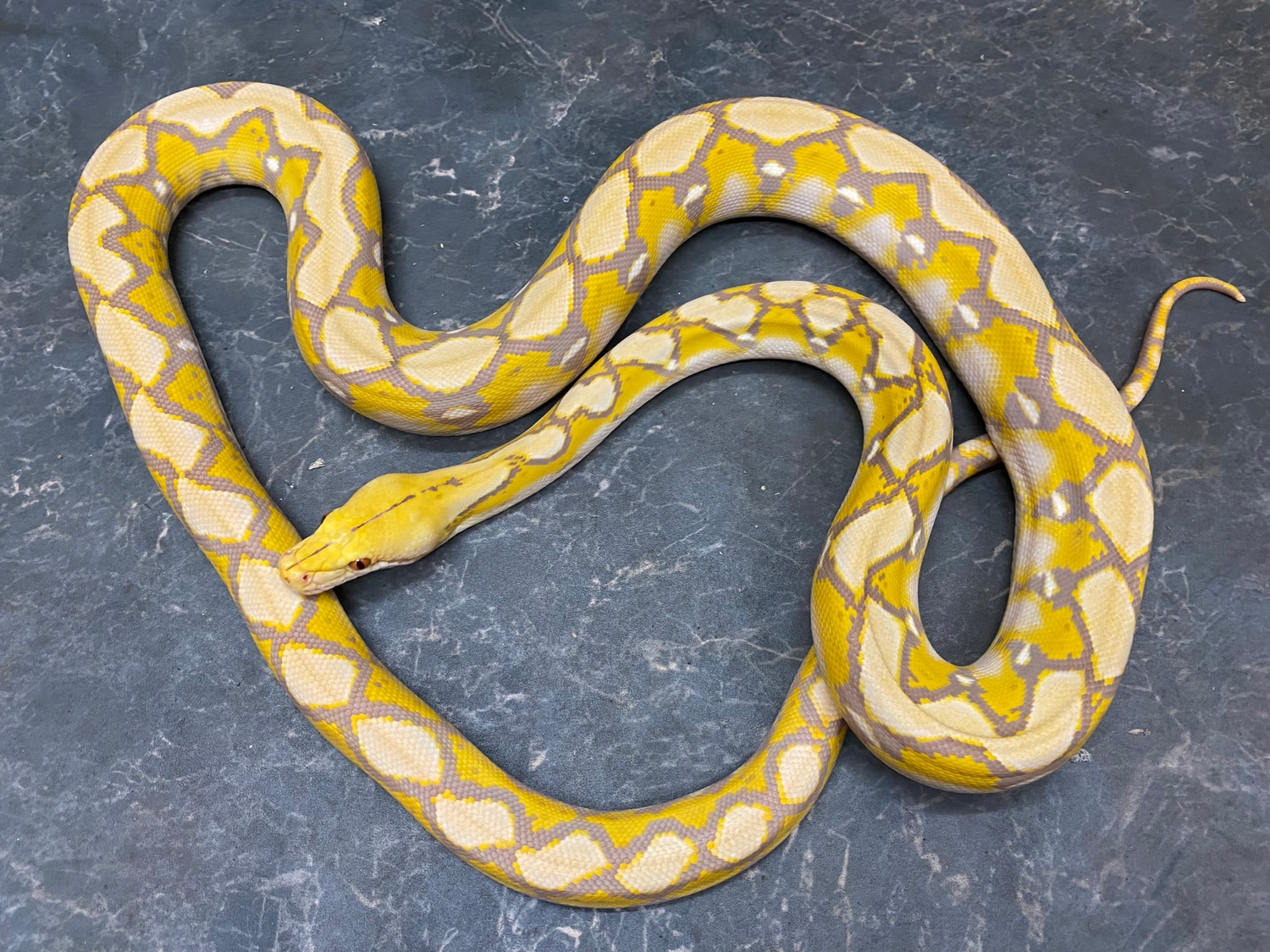 Cb21 Citron Coral Reticulated Python by Madmorphs reptiles - MorphMarket