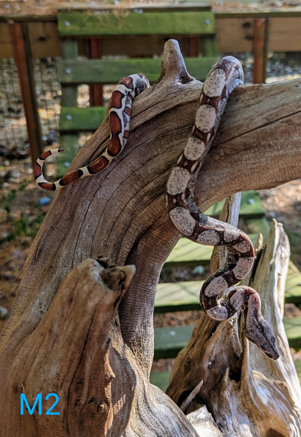 Jungle Boa Constrictor by SouthPaws Exotics MorphMarket