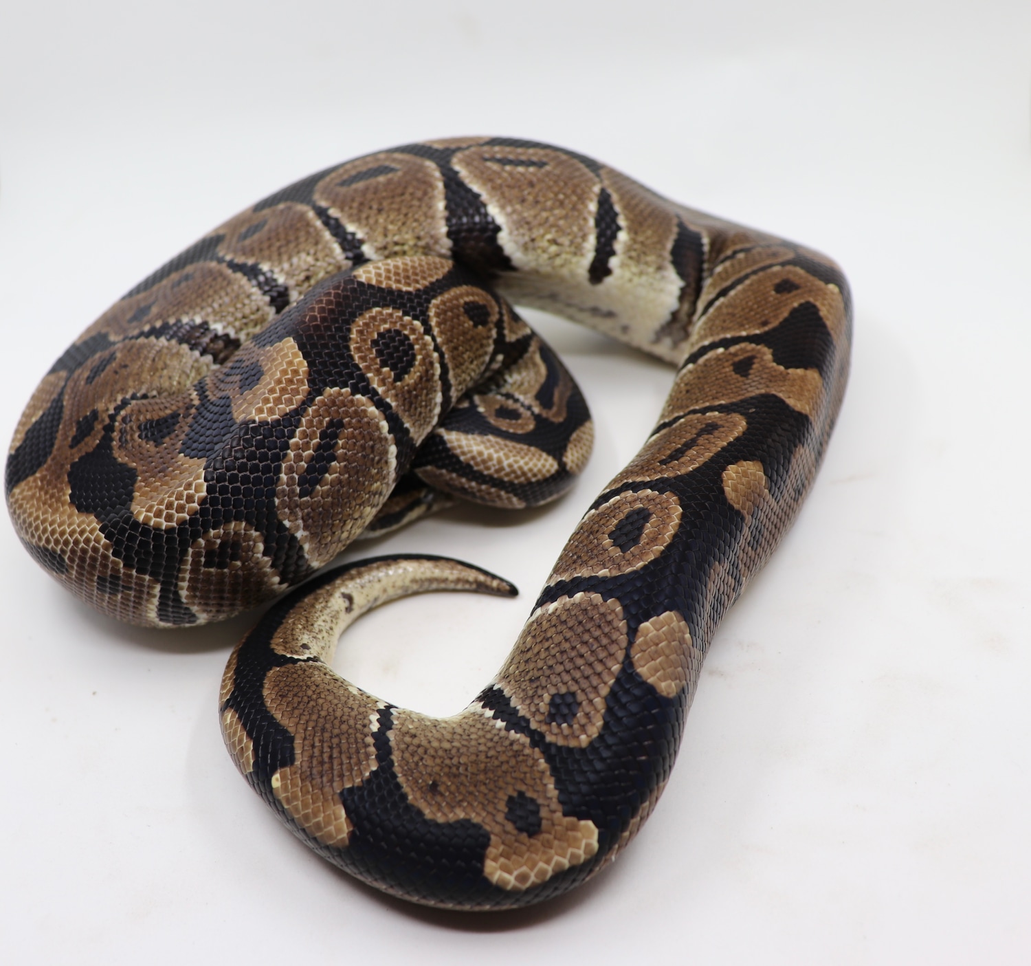 Normal Ball Python by MadReptic - MorphMarket