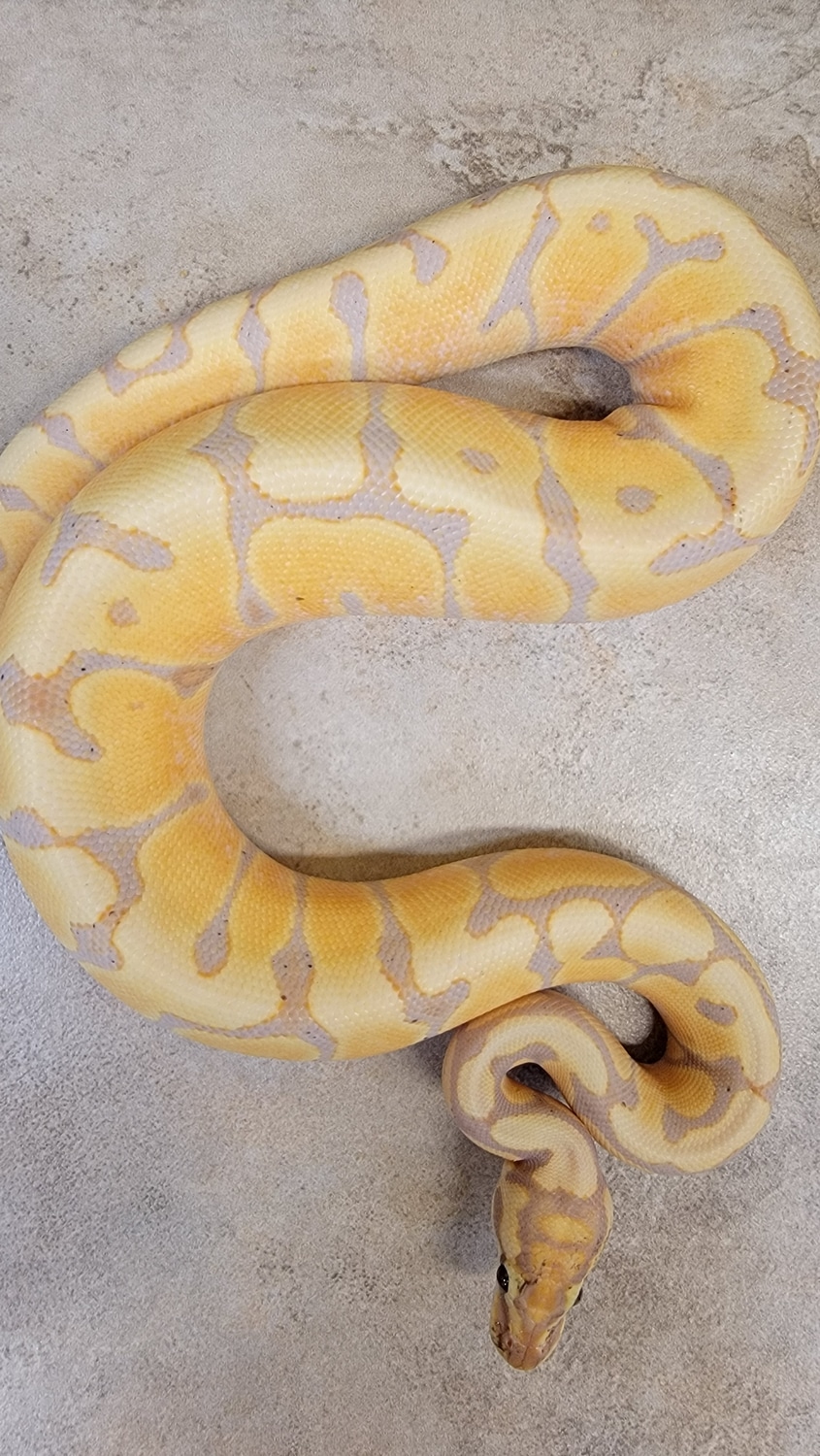 Banana Woma Ball Python by Madriver Serpents and Rattery MorphMarket