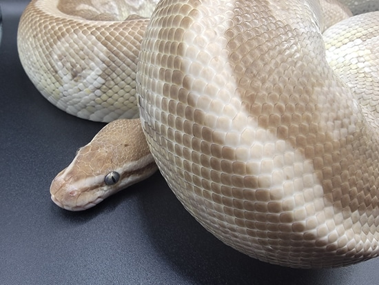 (SOULSUCKER) Lesser Granite Hidden Gene Woma Ball Python by Madriver ...