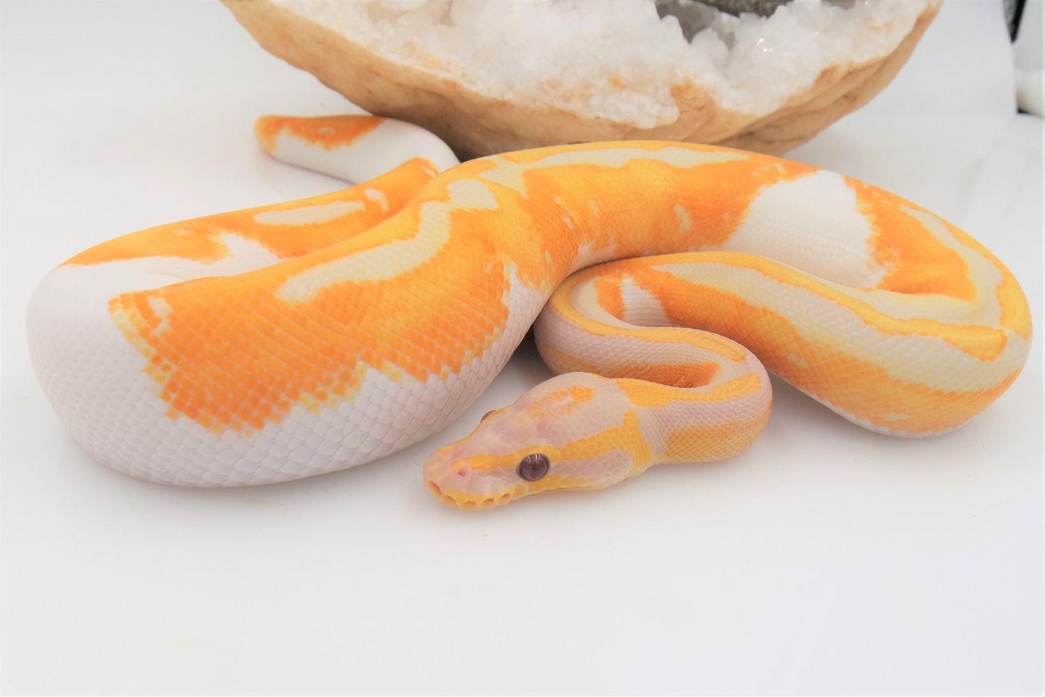 Lavender Albino Pied Ball Python by Madusa's Morphs - MorphMarket