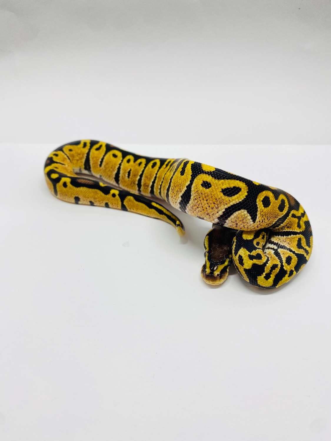 Normal Het Hypo Ball Python by Mad World Of Morphology - MorphMarket