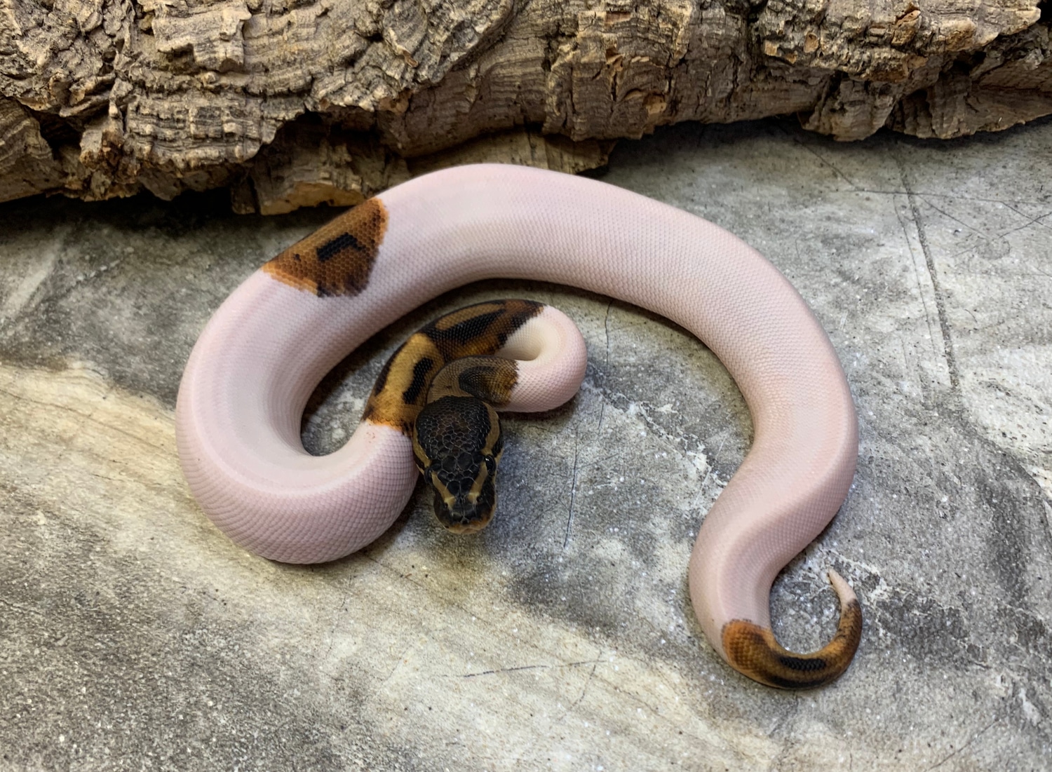 Piebald Male Ball Python by Maestro Exotics MorphMarket